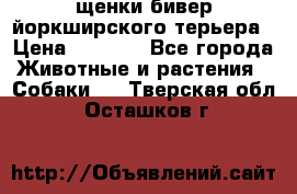 щенки бивер йоркширского терьера › Цена ­ 8 000 - Все города Животные и растения » Собаки   . Тверская обл.,Осташков г.